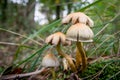 Mushroom in the fall in the forest