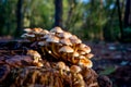 Mushroom in the fall in the forest