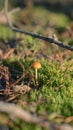 Mushroom in the fall rorest Royalty Free Stock Photo
