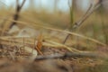 Mushroom in the fall rorest. Royalty Free Stock Photo