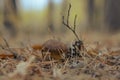 Mushroom in the fall rorest. Royalty Free Stock Photo