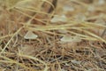 Mushroom in the fall rorest. Royalty Free Stock Photo