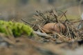 Mushroom in the fall rorest. Royalty Free Stock Photo