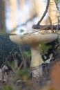 Mushroom in the fall rorest. Royalty Free Stock Photo