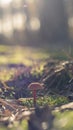Mushroom in the fall rorest. Royalty Free Stock Photo