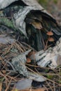 Mushroom in the fall rorest. Royalty Free Stock Photo