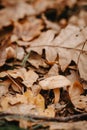 Mushroom among fallen wilted leaves.