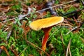 Mushroom False Chanterelle