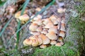 Mushroom family in autumn forest scene