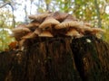 Mushroom family in autumn forset Royalty Free Stock Photo