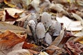 Mushroom family (Coprinus atramentarius)