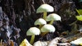 Mushroom family of honey agarics in the forest on the stump of an old tree. Royalty Free Stock Photo