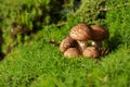 Mushroom family on moss