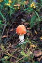 One mushroom agaric mushroom in the rain forest