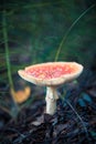 One mushroom agaric in the rain forest