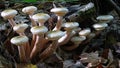 Mushroom family of royal honey agarics in the forest on the stump of an old tree. Royalty Free Stock Photo