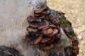 Mushroom family on a tree