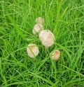 Mushroom Family Trying to Survive