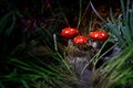 Mushroom. Fantasy Glowing Mushrooms in mystery dark forest close-up. Amanita muscaria, Fly Agaric in moss in forest. Magic mushroo Royalty Free Stock Photo