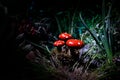 Mushroom. Fantasy Glowing Mushrooms in mystery dark forest close-up. Amanita muscaria, Fly Agaric in moss in forest. Magic mushroo Royalty Free Stock Photo