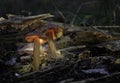 Mushroom. Fantasy glowing mushrooms in mystery dark forest closeup