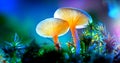 Mushroom. Fantasy glowing mushrooms in mystery dark forest Royalty Free Stock Photo