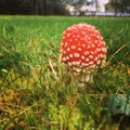 Mushroom fantasy