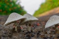 mushroom on farm and beautiful sky Royalty Free Stock Photo