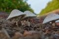 mushroom at farm and close up view,mushroom top view Royalty Free Stock Photo