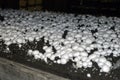 Mushroom Farm.