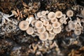 mushroom farm with fresh mushroom growing on mushroom spawn - Lentinus squarrosulus Royalty Free Stock Photo