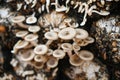 mushroom farm with fresh mushroom growing on mushroom spawn - Lentinus squarrosulus Royalty Free Stock Photo