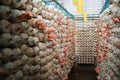 Mushroom farm, Pink oyster mushroom cultivation.