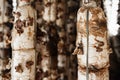 Mushroom farm in Vietnam. Protein food for monks. Vegetable concept.