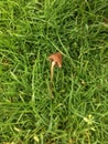 Mushroom in a feild Royalty Free Stock Photo