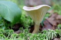 Mushroom fibers. Green leaf texture. Nature floral background. Organic botanical beauty macro closeup Royalty Free Stock Photo