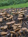 Mushroom Field