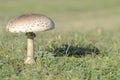 Mushroom in the field