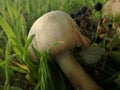 Mushroom in the field, Mediterranean low forest.