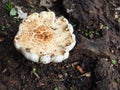 A mushroom in a field
