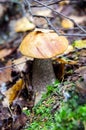 Mushroom in finnish forest Leccinum scabrum Royalty Free Stock Photo