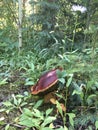 Mushroom and Flower in Forest