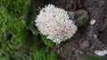 Mushroom Flower, White, Nature, FlowerNatural Spontaneous Birth