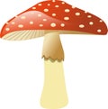 Mushroom - Fly agaric