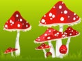 Mushroom a fly agaric