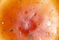 Mushroom fly agaric. Amanita. Cap mushroom texture. Poisonous. The natural color