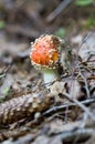 Mushroom fly agaric in the forest.