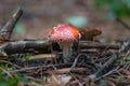 Mushroom fly agaric in the forest