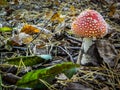 Mushroom fly agaric in the forest.