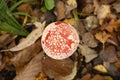 mushroom fly agaric in grass on autumn forest background. toxic and hallucinogen red poisonous amanita muscaria fungus macro close